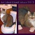 Lost 2 Bandit and Bobcat (NY)