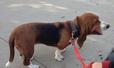 Lost 1 Daisy (CA)