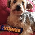Lost 1 Lola (NY)