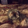 Lost 1 Sophie (FL)