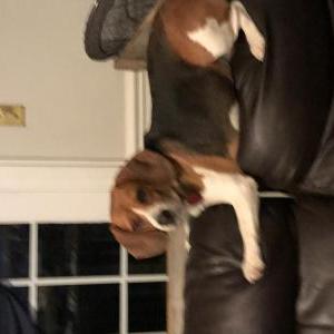 Lost Dog Beagle