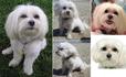 Lost 1 Lexie (CA)
