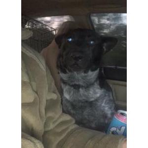 Lost Dog Charlie Beaux