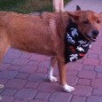 Lost 1 Fawn (AZ)