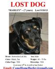 Lost 1 HARLEY (CA)