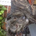 Lost 1 Cleo (NJ)
