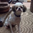 Lost 1 Oakley / Homer (NC)