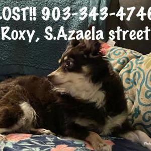 Lost Dog Roxy
