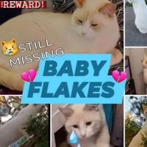 Lost Cat Baby Flakes