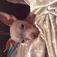 Lost 1 Oscar (TX)