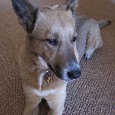 Lost 1 Lily (CA)