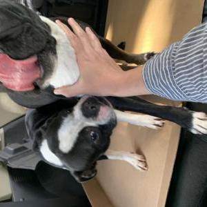 Found Dog Two Boston terriers