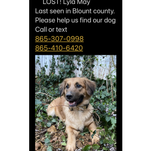 Lost Dog Lyla May