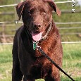 Lost 1 Ramble (VA)