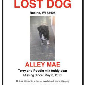 Lost Dog Allie