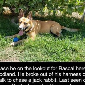 Lost Dog Rascal