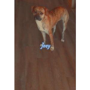 Lost Dog Jojo