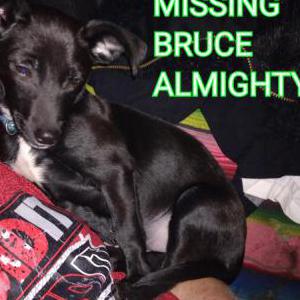 Lost Dog Bruce