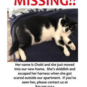 Lost Cat Chobi