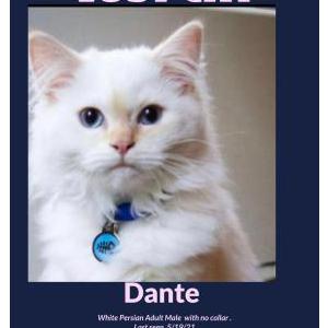 Lost Cat Dante