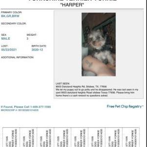 Lost Dog Harper