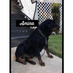 Lost Dog Amina Lewis