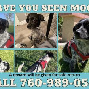 2nd Image of Moo, Lost Dog
