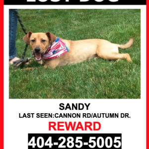 Lost Dog SANDY
