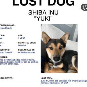 Lost Dog Yuki