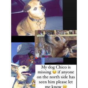 Lost Dog Chico