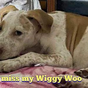 Lost Dog Wiggy