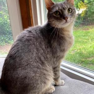 Lost Cat Mable