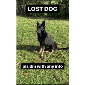 Lost Dog Athena