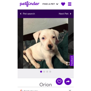 Lost Dog Orion