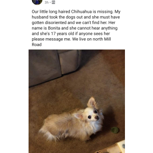 Lost Dog Bonita