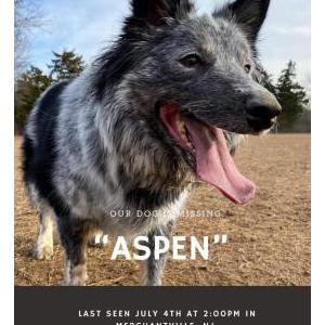 Lost Dog Aspen