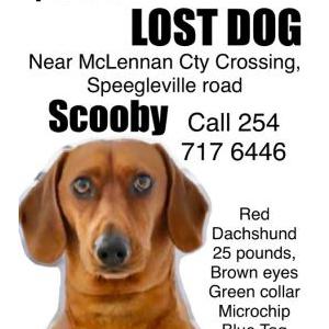 Lost Dog scooby