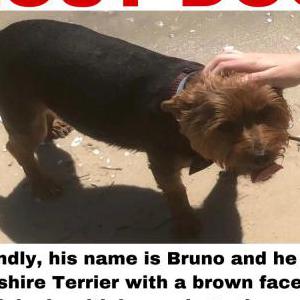 Lost Dog Bruno Scars