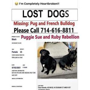 Lost Dog puggie sue and Ruby