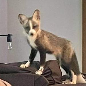 Lost Dog Baby pet fox