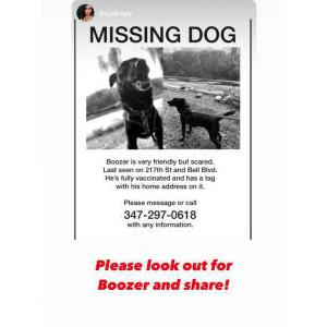 Lost Dog Boozer