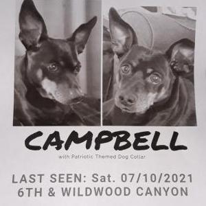 Lost Dog Campbell