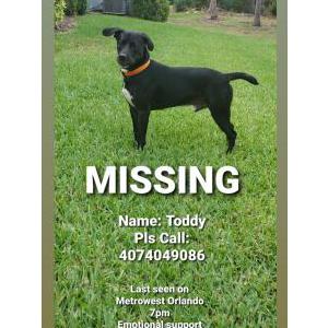 Lost Dog Tody