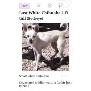 Lost Dog Chiquita