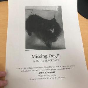 Lost Dog Black jack