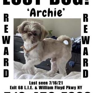 Lost Dog Archie