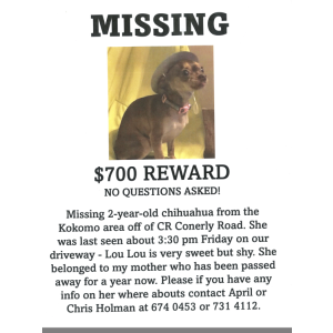 Lost Dog Lou Lou