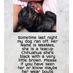 Lost Dog Meemee