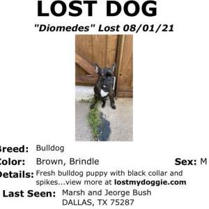 Lost Dog Diomedes