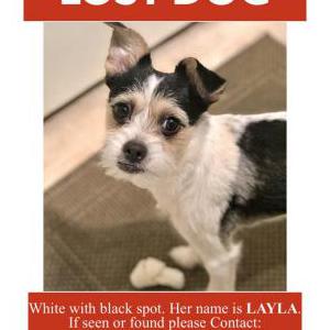 Lost Dog Layla